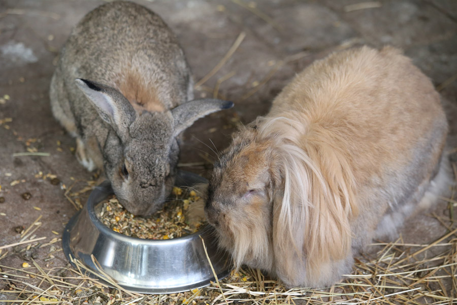 Afbeelding van dieren bij Zorgboerderij